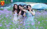 Thiếu nữ Hà Nội đẹp dịu dàng bên cánh đồng hoa oải hương thảo