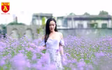 Thiếu nữ Hà Nội đẹp dịu dàng bên cánh đồng hoa oải hương thảo