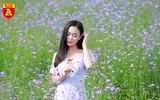 Thiếu nữ Hà Nội đẹp dịu dàng bên cánh đồng hoa oải hương thảo