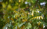 Mùa thu trên những con phố ở Hà Nội