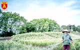 Giới trẻ Hà Nội đua nhau chụp ảnh với cúc họa mi đầu mùa