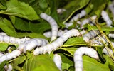 Độc đáo nghề nuôi tằm, ươm tơ
