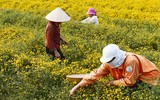Mê mẩn với cánh đồng hoa cúc chi vàng rực rỡ