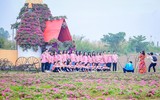 Ngắm cánh đồng hoa Dạ yến thảo đẹp như cổ tích ở Hà Nội