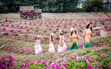 Ngắm cánh đồng hoa Dạ yến thảo đẹp như cổ tích ở Hà Nội