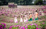 Ngắm cánh đồng hoa Dạ yến thảo đẹp như cổ tích ở Hà Nội
