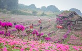 Ngắm cánh đồng hoa Dạ yến thảo đẹp như cổ tích ở Hà Nội