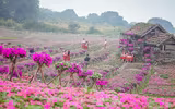 Ngắm cánh đồng hoa Dạ yến thảo đẹp như cổ tích ở Hà Nội