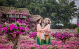 Ngắm cánh đồng hoa Dạ yến thảo đẹp như cổ tích ở Hà Nội