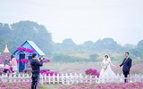 Ngắm cánh đồng hoa Dạ yến thảo đẹp như cổ tích ở Hà Nội