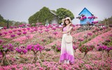 Ngắm cánh đồng hoa Dạ yến thảo đẹp như cổ tích ở Hà Nội