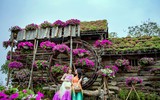 Ngắm cánh đồng hoa Dạ yến thảo đẹp như cổ tích ở Hà Nội