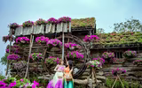 Ngắm cánh đồng hoa Dạ yến thảo đẹp như cổ tích ở Hà Nội