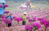 Ngắm cánh đồng hoa Dạ yến thảo đẹp như cổ tích ở Hà Nội