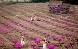 Ngắm cánh đồng hoa Dạ yến thảo đẹp như cổ tích ở Hà Nội