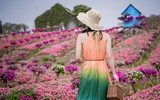 Ngắm cánh đồng hoa Dạ yến thảo đẹp như cổ tích ở Hà Nội