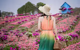 Ngắm cánh đồng hoa Dạ yến thảo đẹp như cổ tích ở Hà Nội