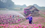 Ngắm cánh đồng hoa Dạ yến thảo đẹp như cổ tích ở Hà Nội