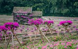 Ngắm cánh đồng hoa Dạ yến thảo đẹp như cổ tích ở Hà Nội