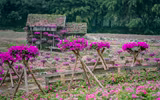 Ngắm cánh đồng hoa Dạ yến thảo đẹp như cổ tích ở Hà Nội