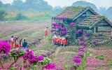 Ngắm cánh đồng hoa Dạ yến thảo đẹp như cổ tích ở Hà Nội
