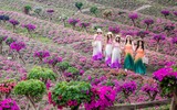 Ngắm cánh đồng hoa Dạ yến thảo đẹp như cổ tích ở Hà Nội