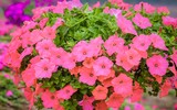 Ngắm cánh đồng hoa Dạ yến thảo đẹp như cổ tích ở Hà Nội