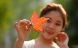 Check in con đường đẹp như phim Hàn ở Hà Nội 