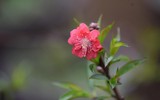 Về Nhật Tân xem hoa đào 'thất thốn'