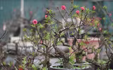 Về Nhật Tân xem hoa đào 'thất thốn'