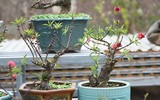 Về Nhật Tân xem hoa đào 'thất thốn'