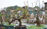 Về Nhật Tân xem hoa đào 'thất thốn'
