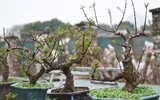Về Nhật Tân xem hoa đào 'thất thốn'