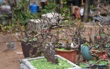Về Nhật Tân xem hoa đào 'thất thốn'