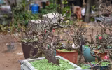 Về Nhật Tân xem hoa đào 'thất thốn'