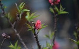 Về Nhật Tân xem hoa đào 'thất thốn'