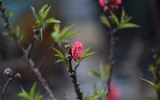 Về Nhật Tân xem hoa đào 'thất thốn'