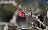 Về Nhật Tân xem hoa đào 'thất thốn'