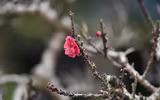 Về Nhật Tân xem hoa đào 'thất thốn'