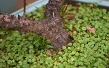 Về Nhật Tân xem hoa đào 'thất thốn'
