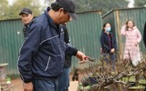 Về Nhật Tân xem hoa đào 'thất thốn'