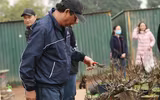 Về Nhật Tân xem hoa đào 'thất thốn'