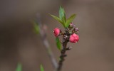 Về Nhật Tân xem hoa đào 'thất thốn'