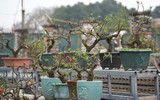 Về Nhật Tân xem hoa đào 'thất thốn'