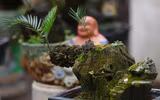 Ngắm bonsai mini giá hàng chục triệu đồng ở Hà Nội