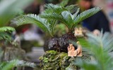 Ngắm bonsai mini giá hàng chục triệu đồng ở Hà Nội