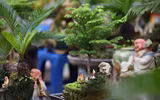 Ngắm bonsai mini giá hàng chục triệu đồng ở Hà Nội