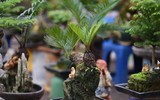 Ngắm bonsai mini giá hàng chục triệu đồng ở Hà Nội