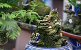Ngắm bonsai mini giá hàng chục triệu đồng ở Hà Nội