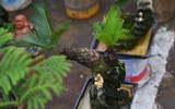 Ngắm bonsai mini giá hàng chục triệu đồng ở Hà Nội